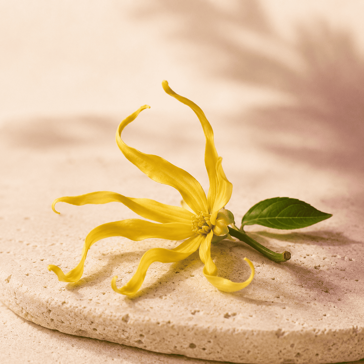 Flor natural de ylang ylang