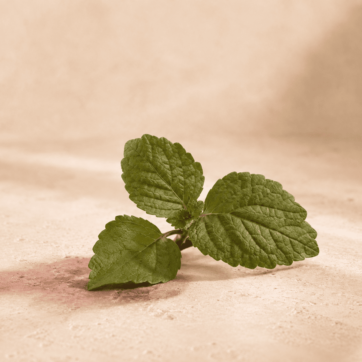 Hojas naturales de patchouli