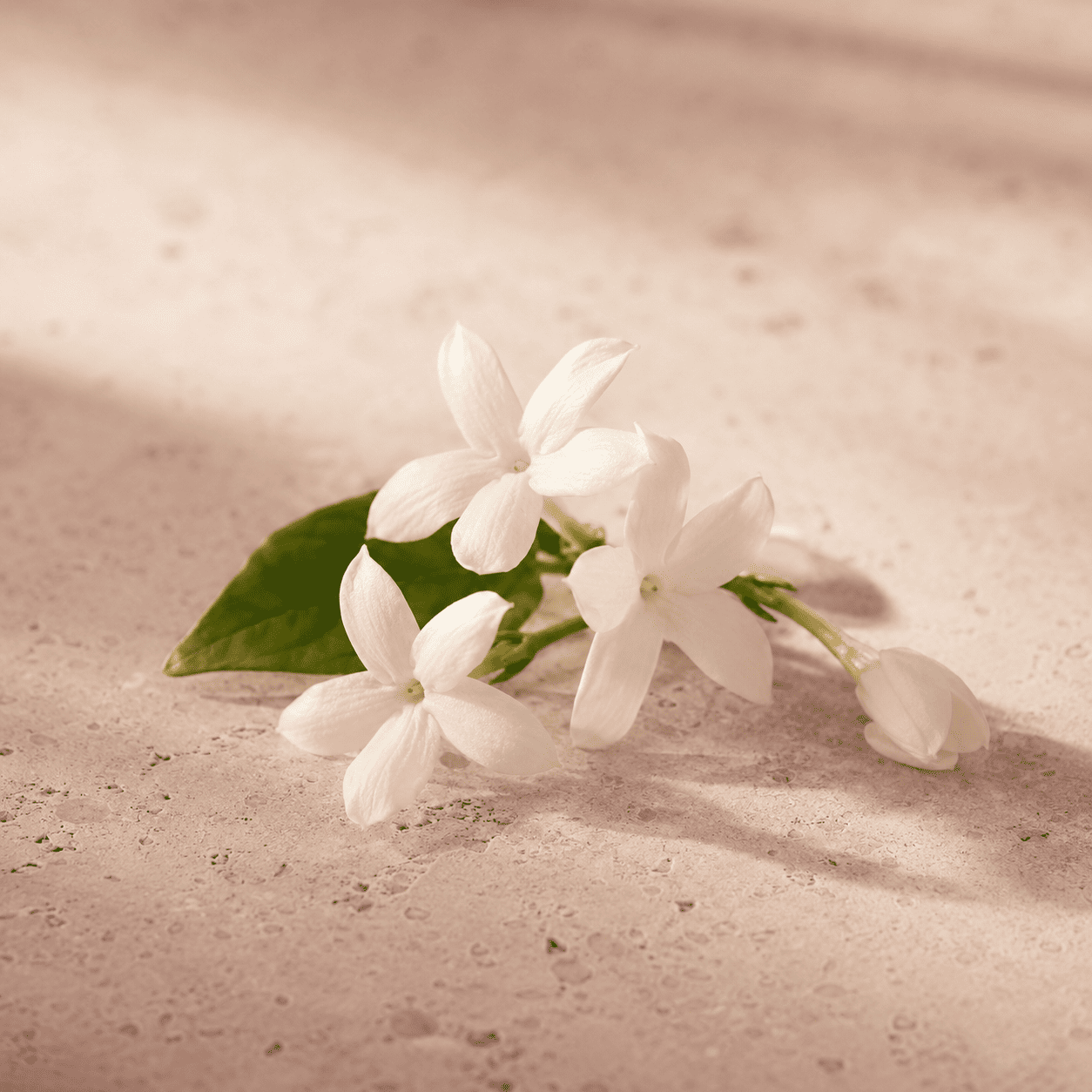 Flores blancas naturales de jazmín