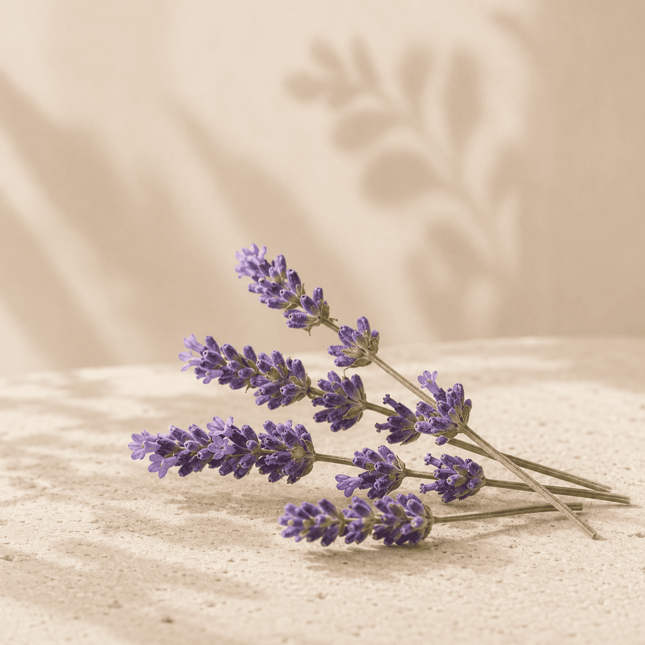 Flores naturales de lavanda