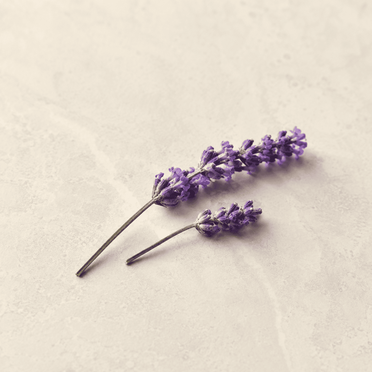 Flores naturales de lavanda