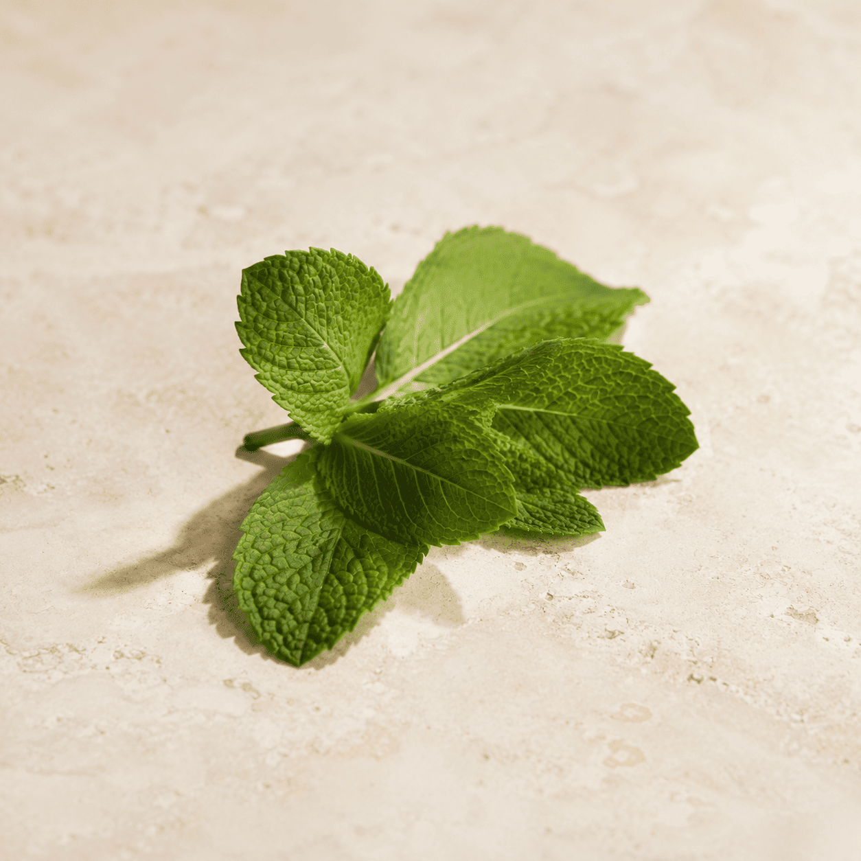 Hojas naturales de menta fresca