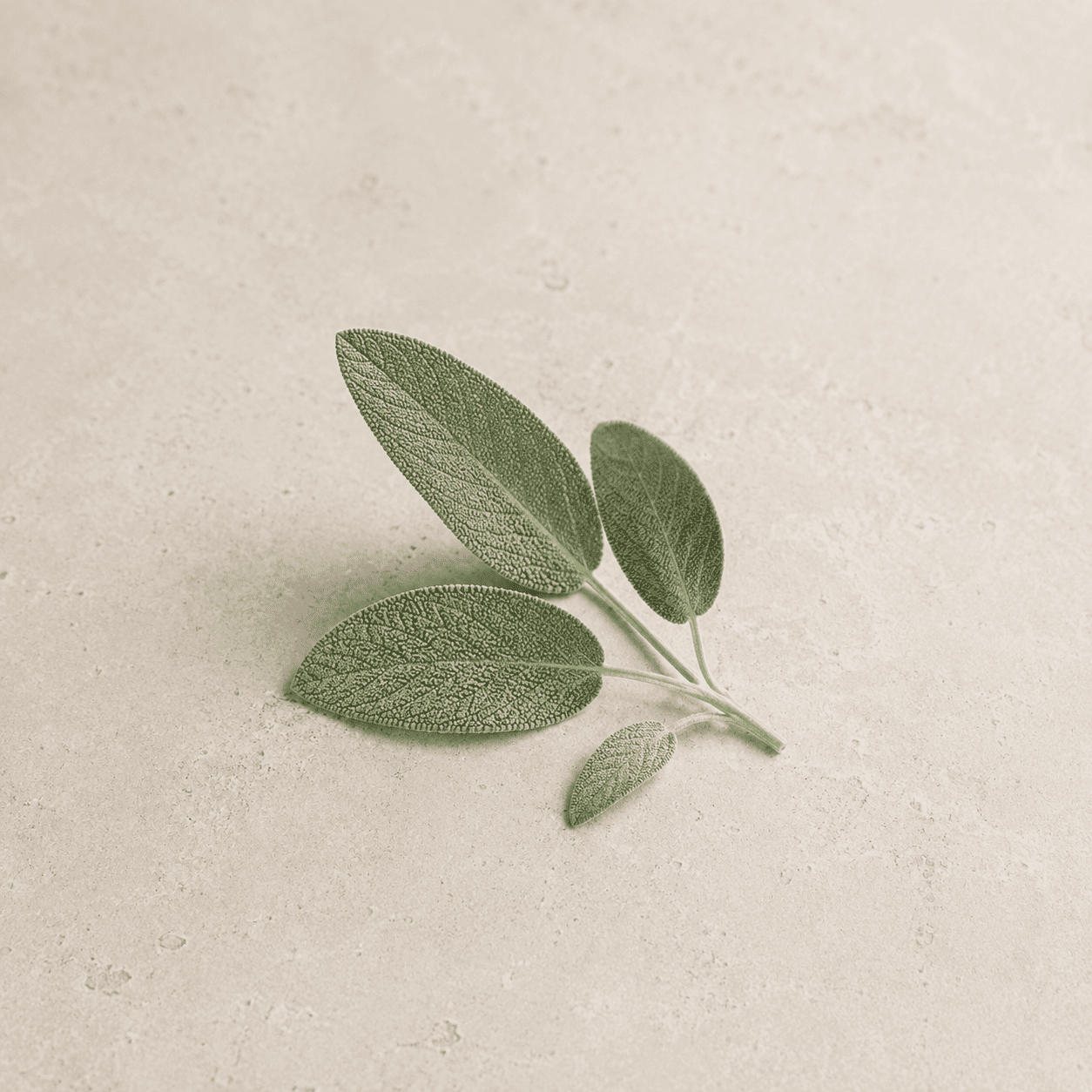 Rama natural de salvia