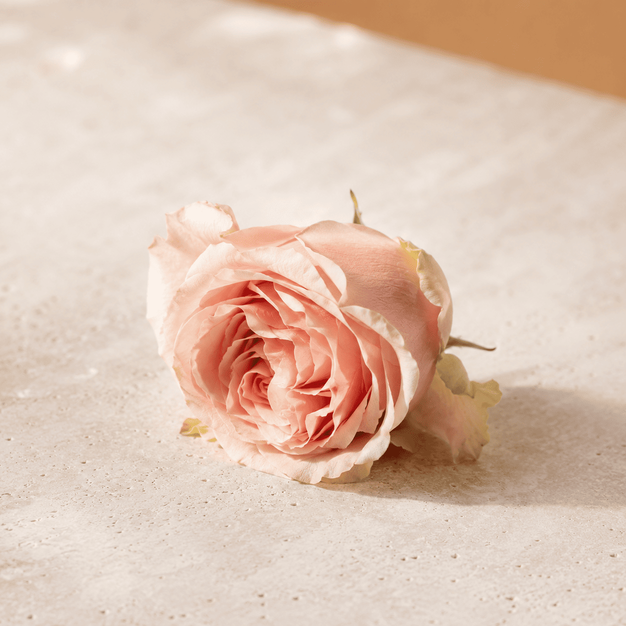 Rosa natural en tonos suaves