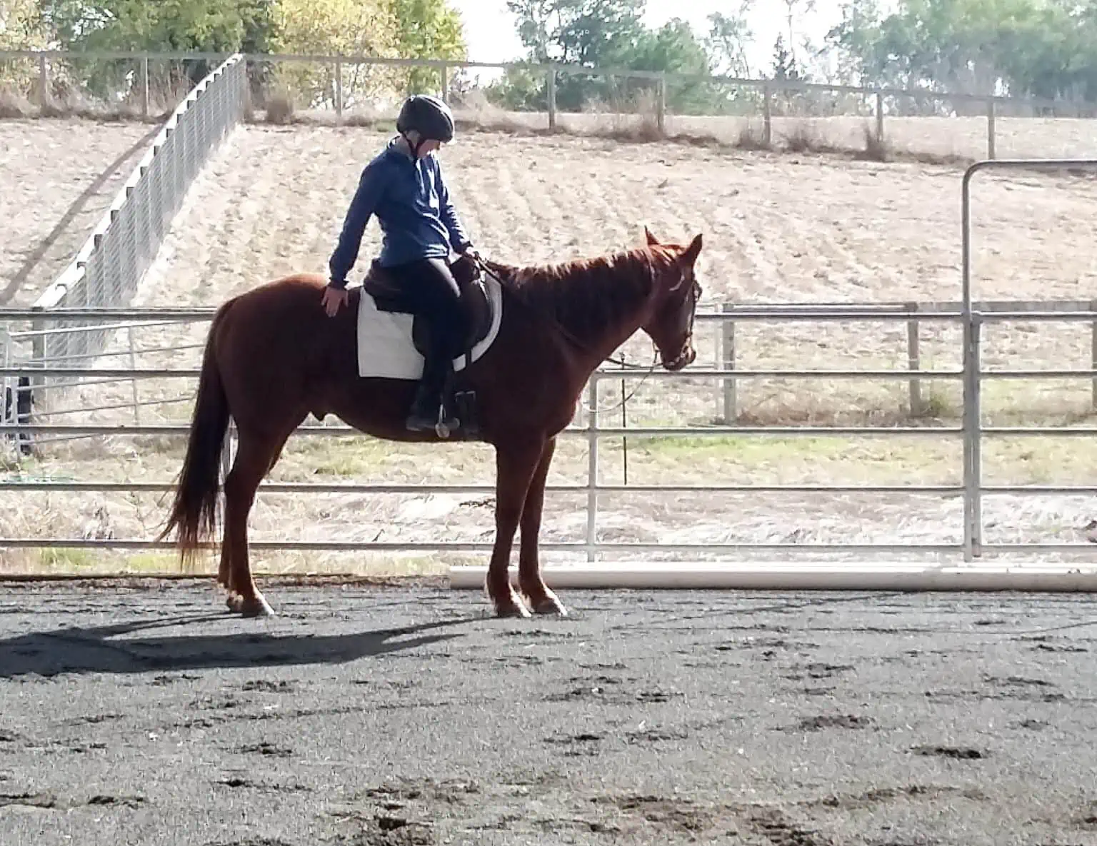 Diana gives her gelding Handsome a rest break during a riding session.