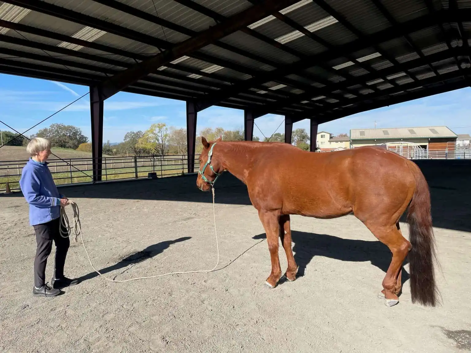 Handsome rests during a groundwork session with Diana.