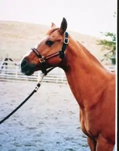 Why use Bach Flower Essences for Horses, Dogs and People?