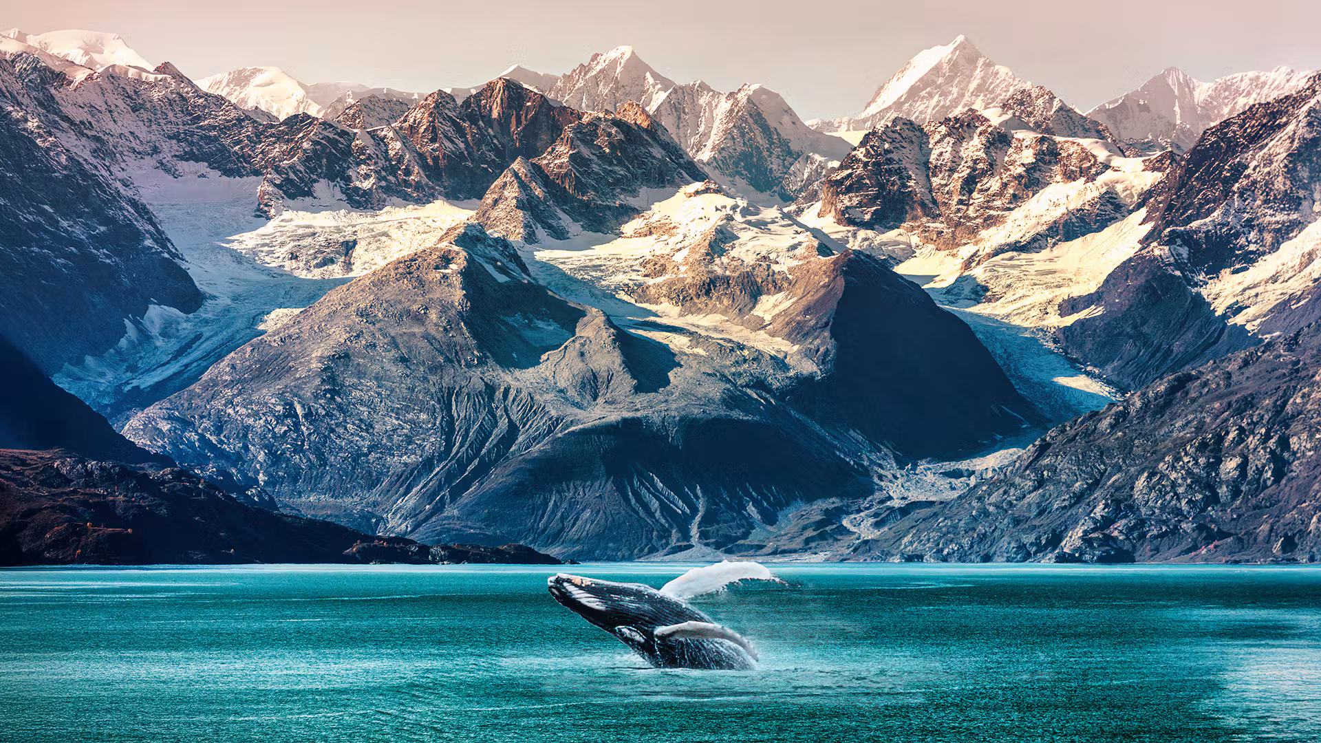 Humpback whales are a summer highlight in Southeast Alaska