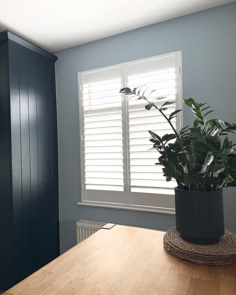 Shutters in a blue study with a plant