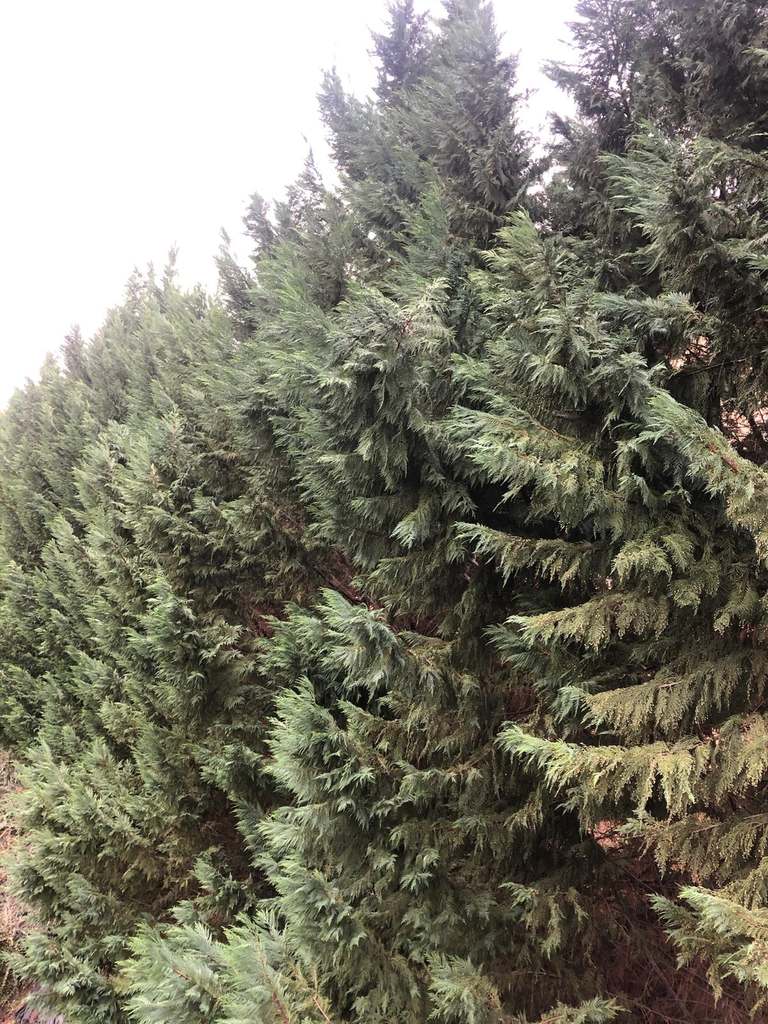 P & H tree service and landscaping project 30