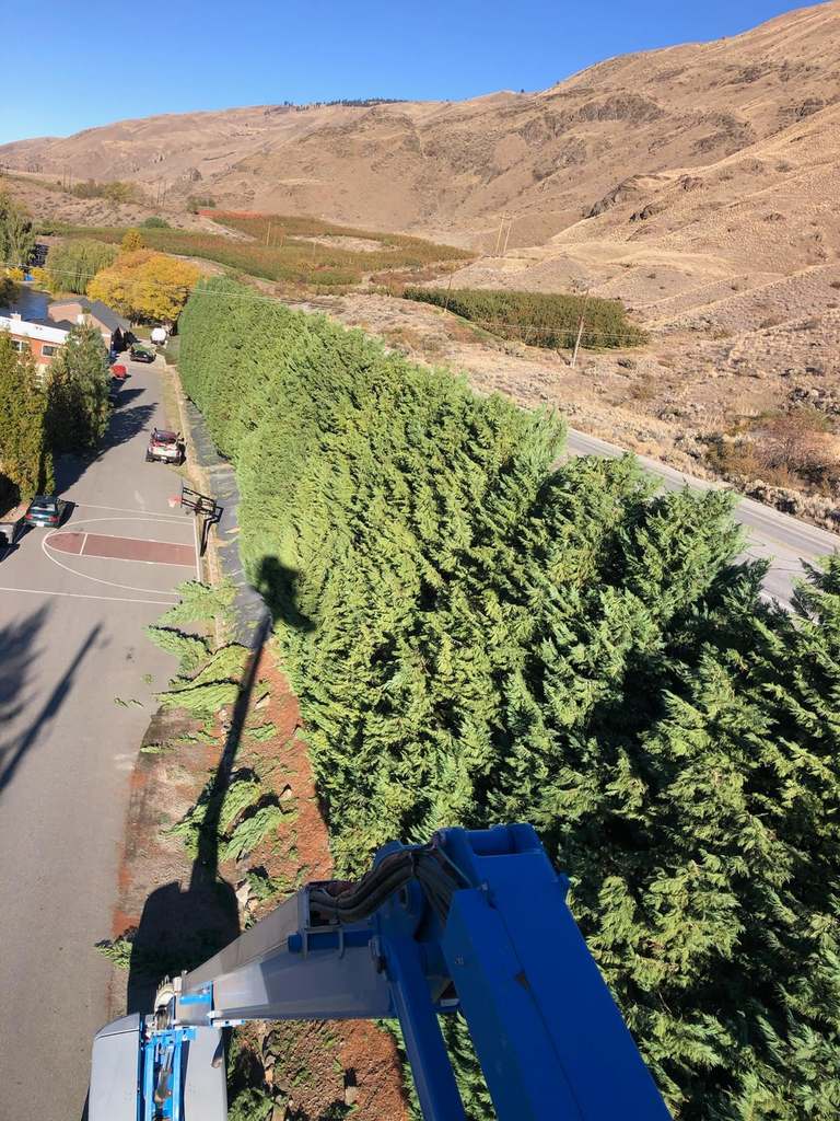 P & H tree service and landscaping project 28