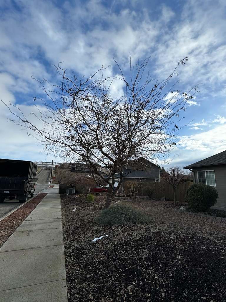 P & H tree service and landscaping project 4