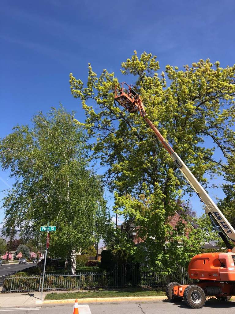 P & H tree service and landscaping project 7