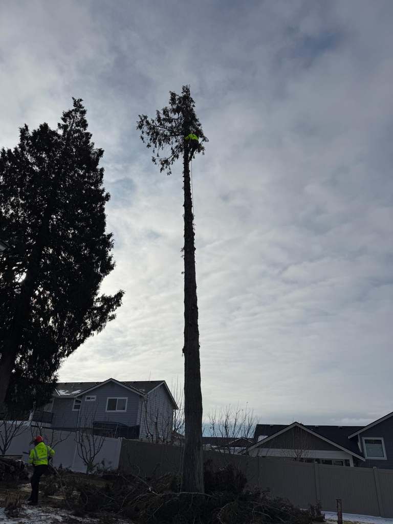 P & H tree service and landscaping project 6