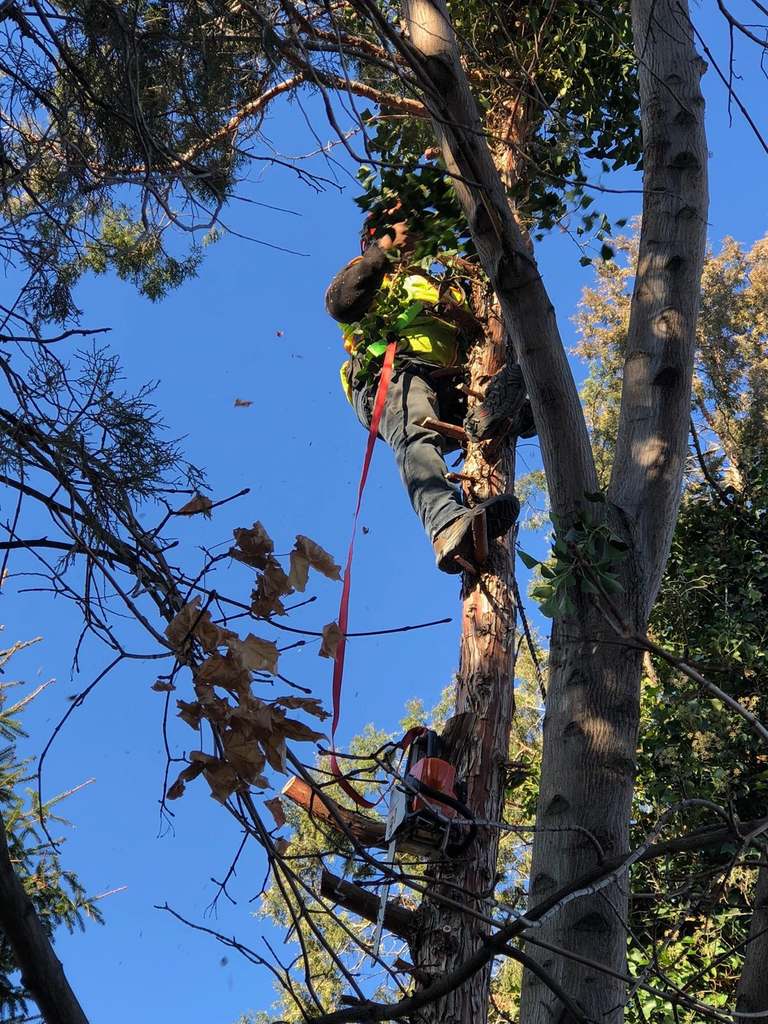 P & H tree service and landscaping project 9