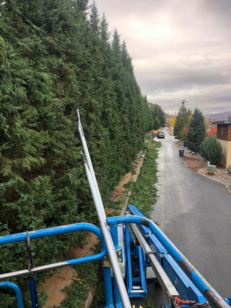 P & H tree service and landscaping project 16