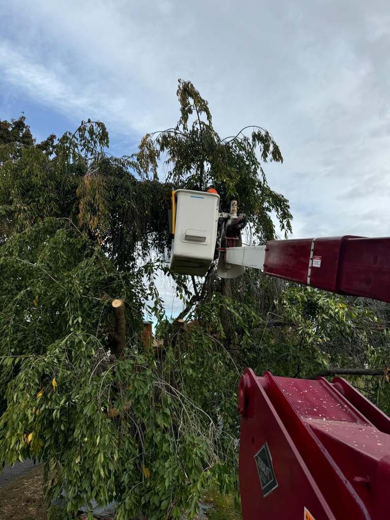 P & H tree service and landscaping project 20