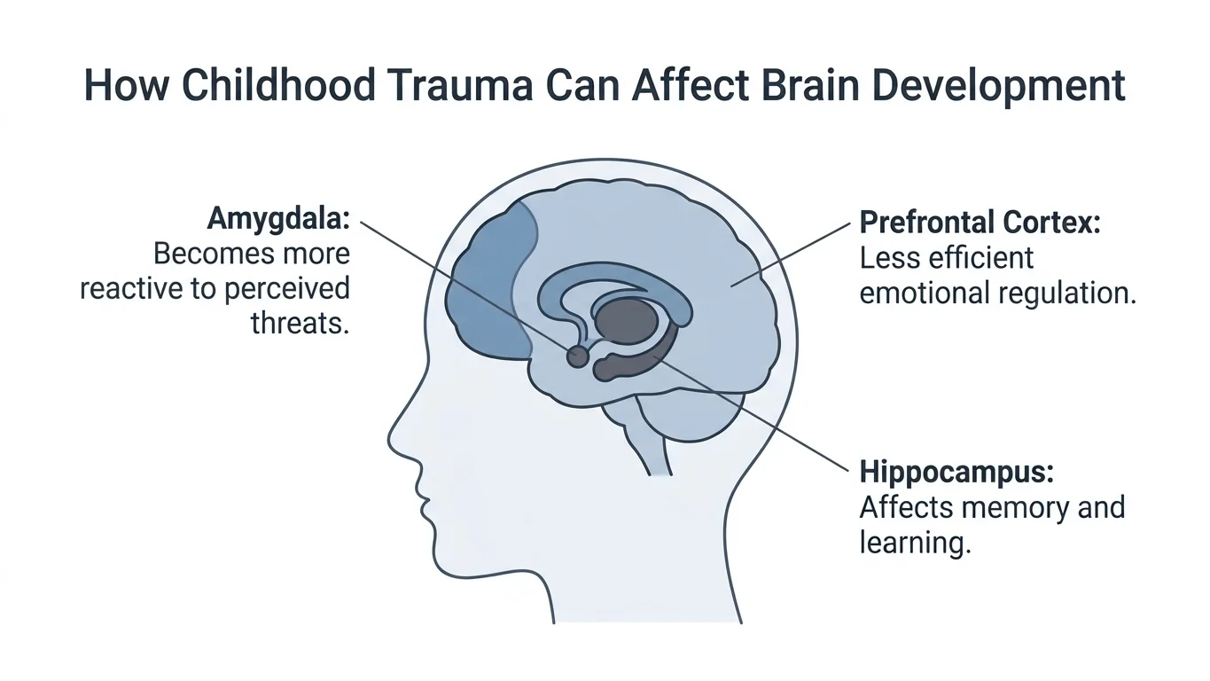 Brain diagram showing amygdala, prefrontal cortex, and hippocampus trauma effects Brain diagram showing amygdala, prefrontal cortex, and hippocampus trauma effects