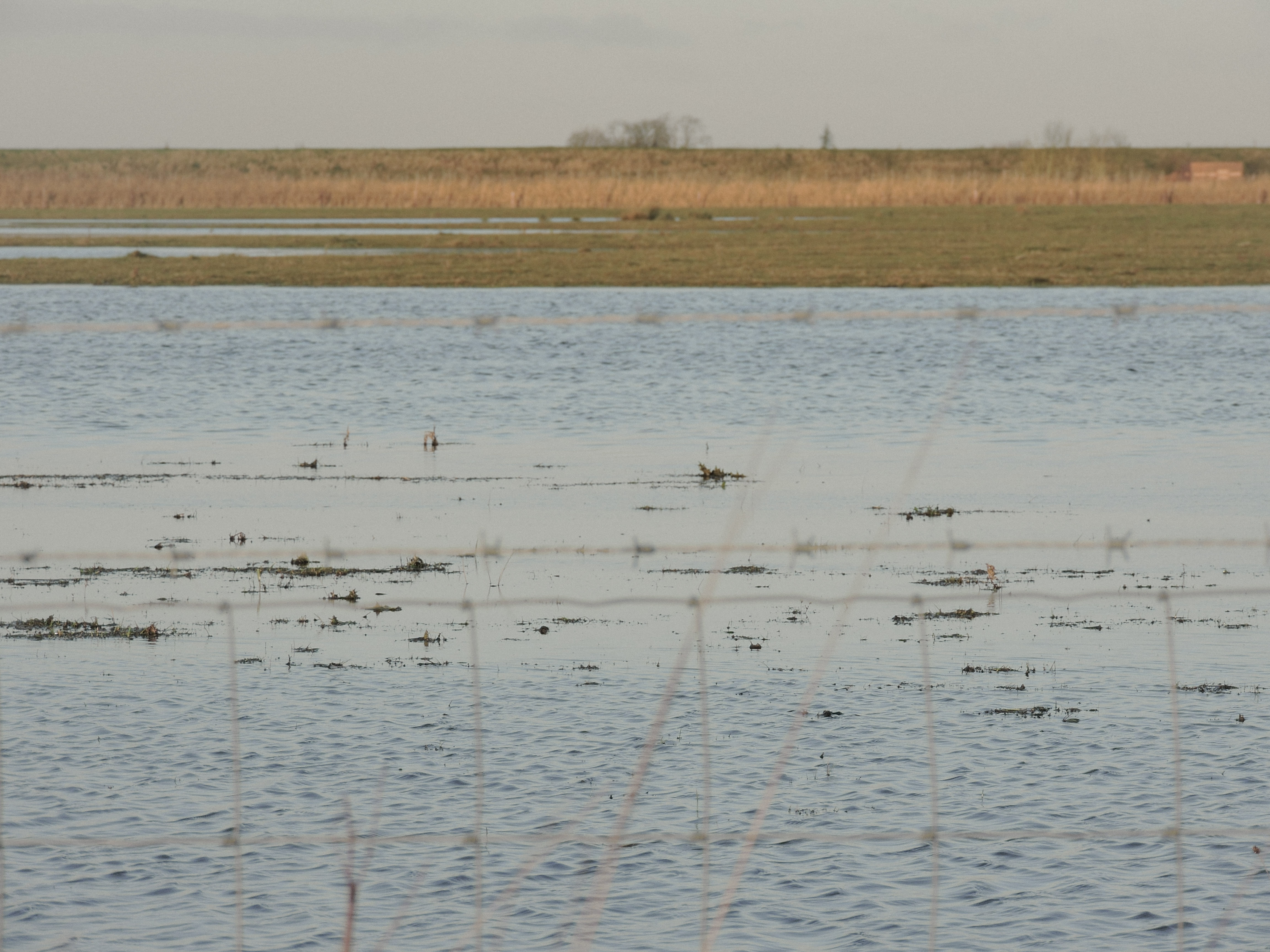Flooded fens
