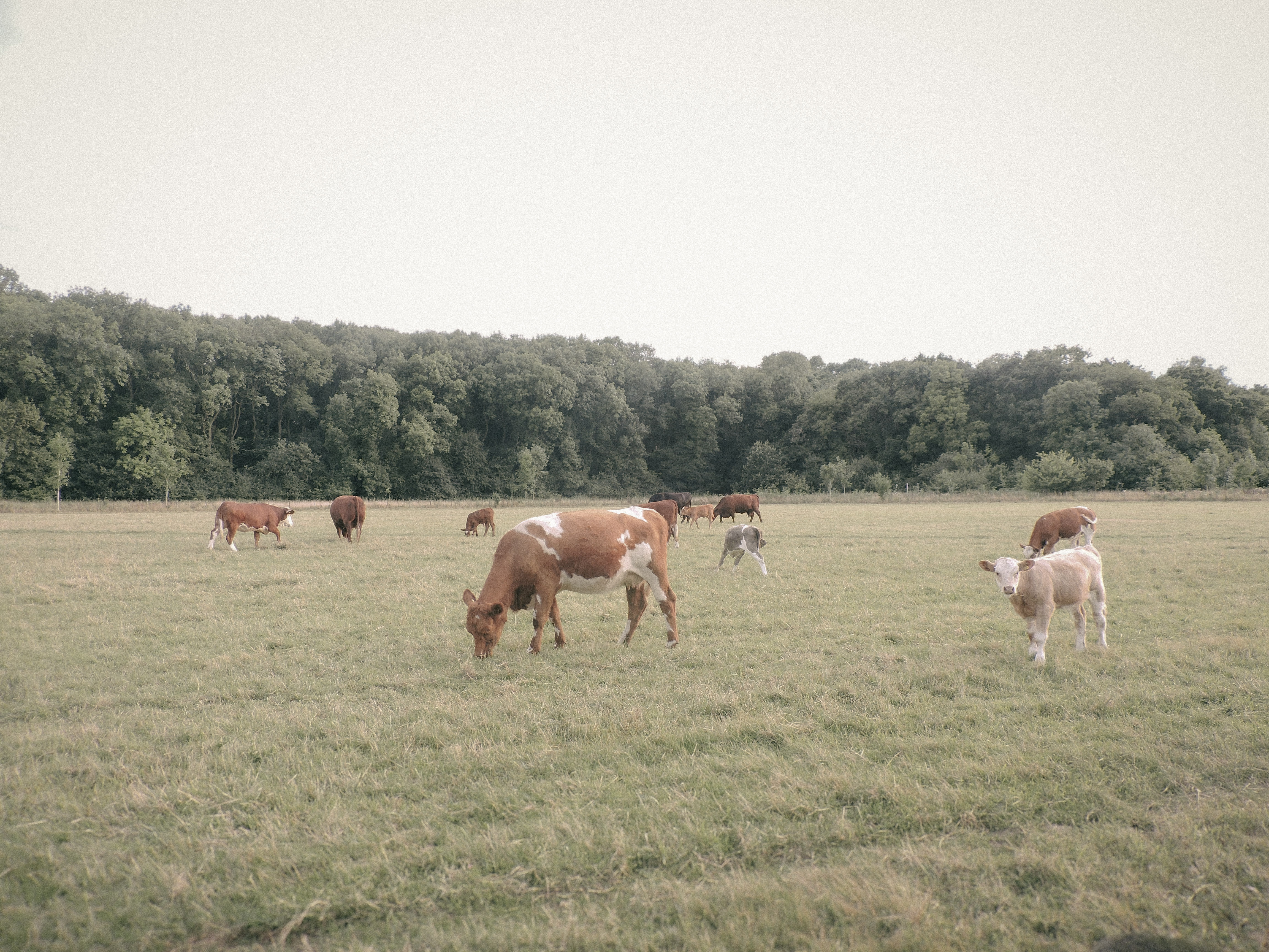 Cows in field near first home