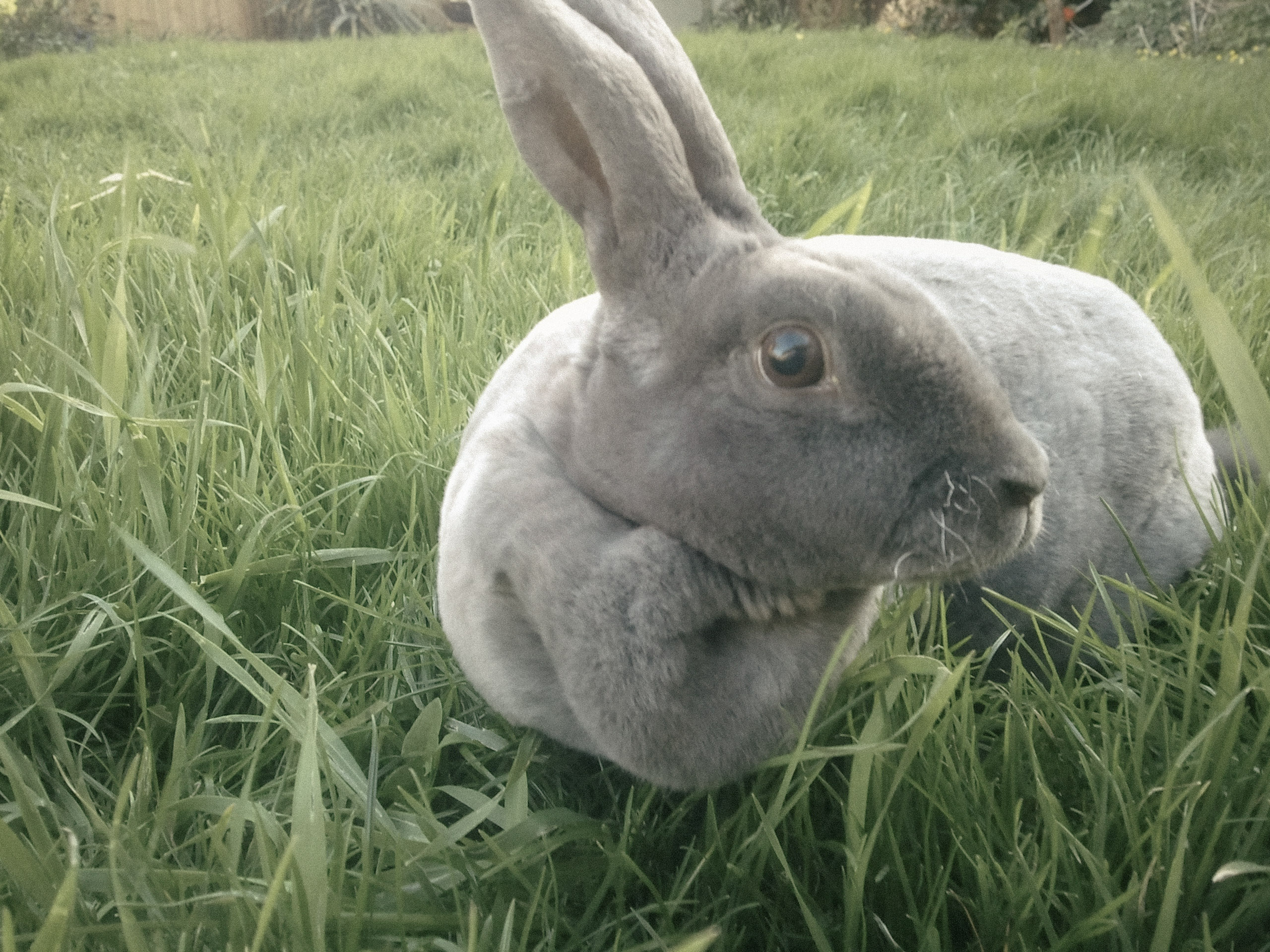Binky, our first pet