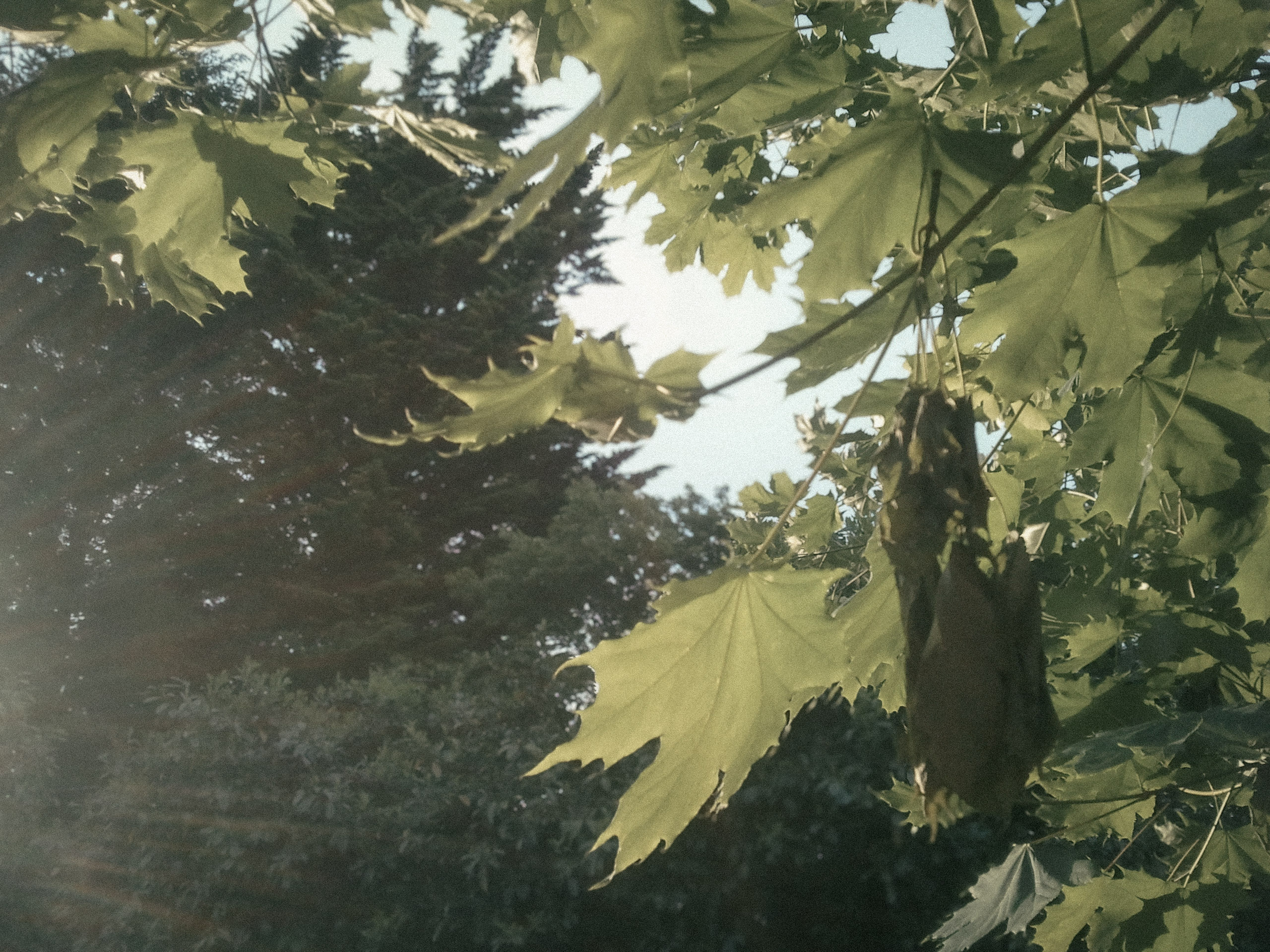 Some leaves in the garden, shot whilst washing up