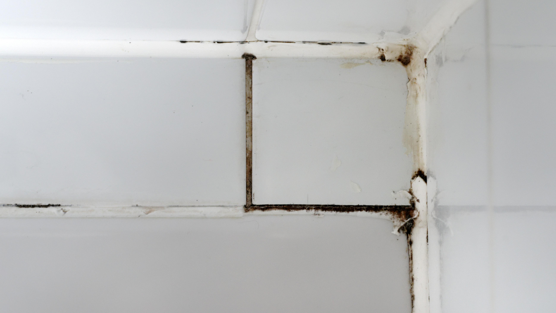 Mold-Resistant Bathroom Upgrades