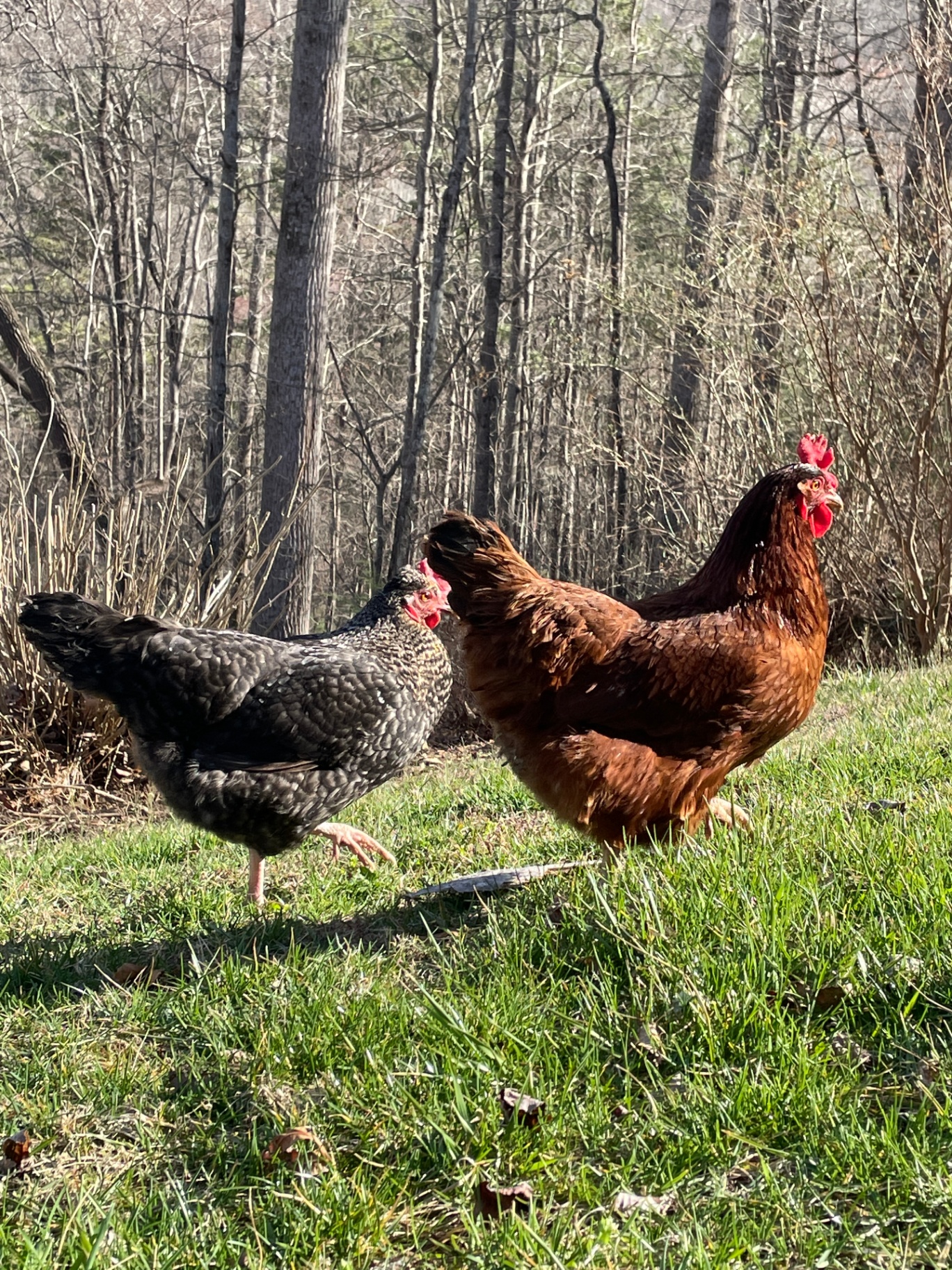 Free-range chickens roaming on the farm at Sacred Hill