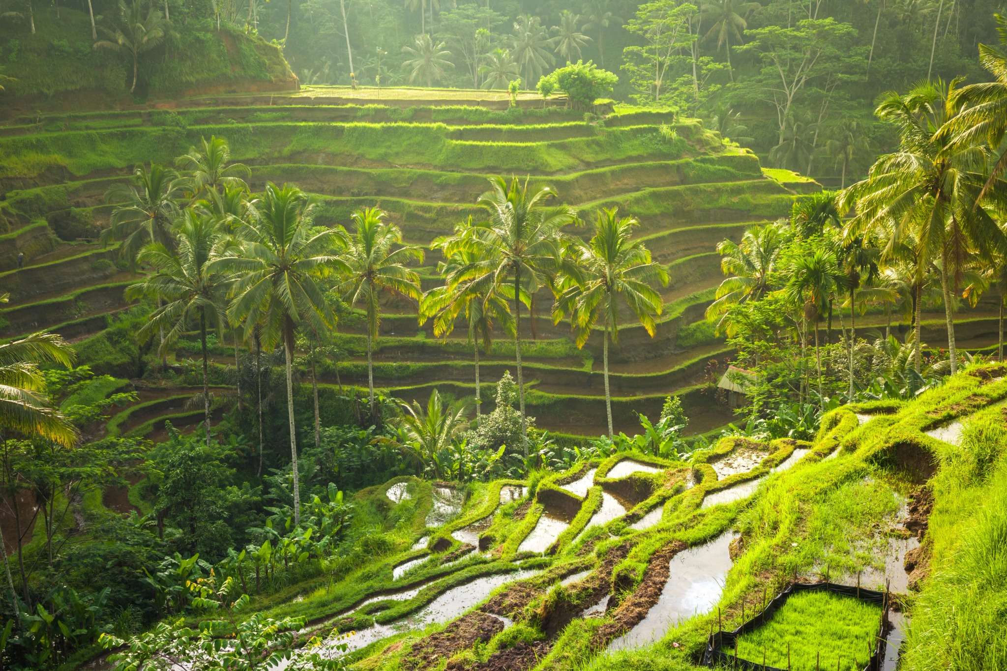 Tegallalang Rice Terraces Ubud Bali