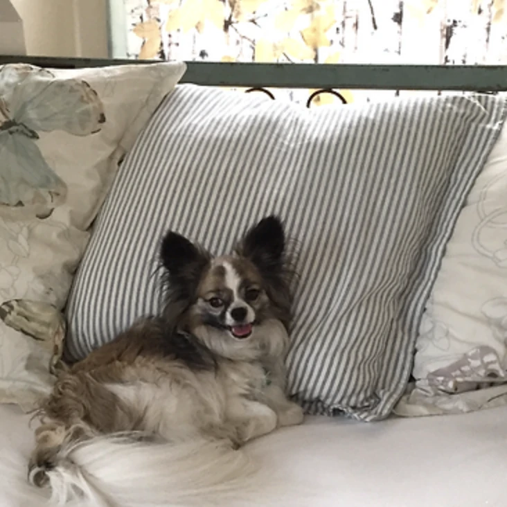 CRVInn Pet-Friendly Policy