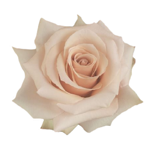 Quicksand Rose – Nude Premium Rose with Dusty Rose Undertones