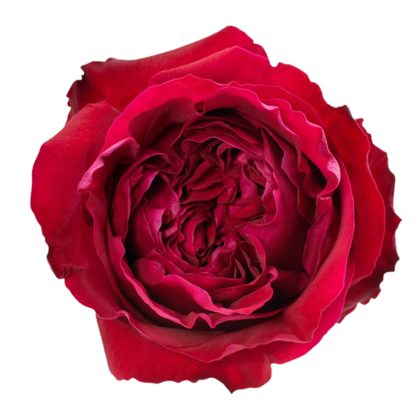 切り花品種バラ苗　Victorian Drea♡ Rose 68912388275c4123a2555bb9.png