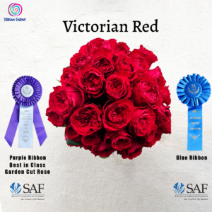 Victorian Red Garden Rose Award Winning Quality from Dream Farms