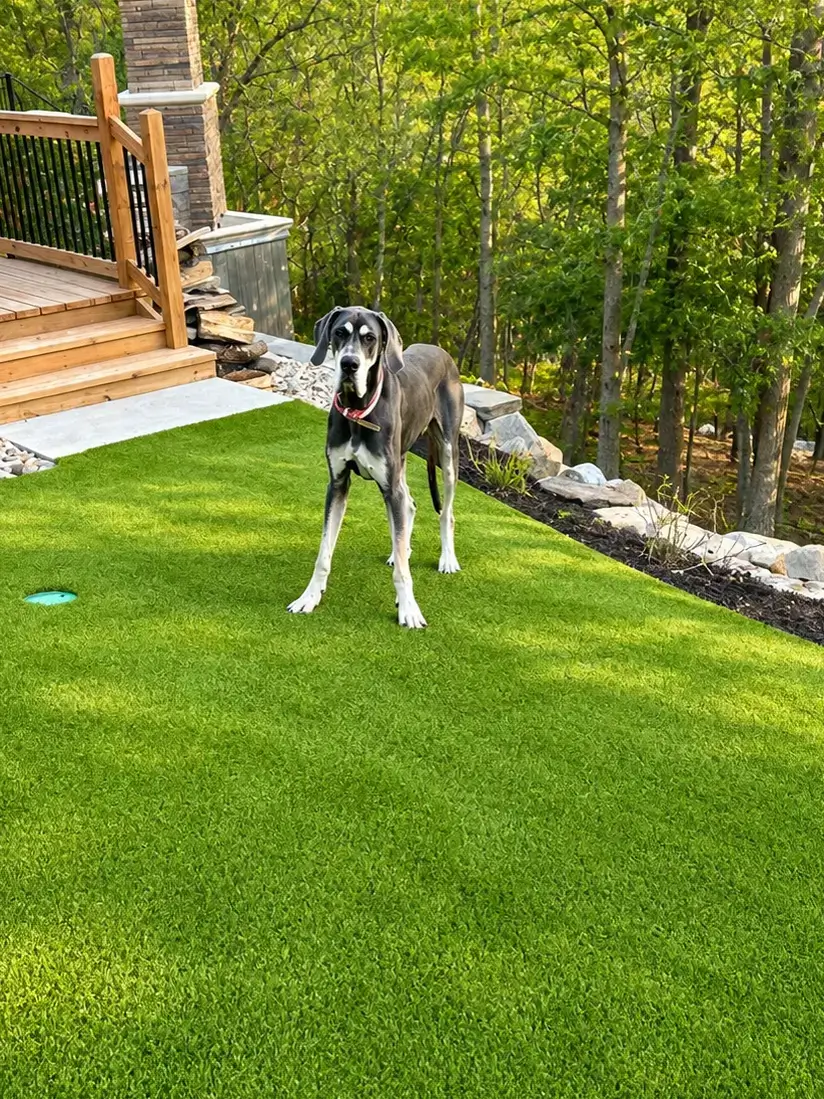 Worn muddy backyard with patchy grass from dog traffic in Kansas City