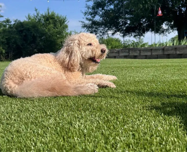 Completed pet turf project with clean durable surface in Kansas City