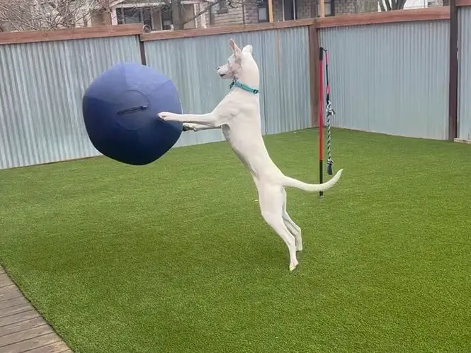 Artificial turf installed along a high-traffic dog path in Kansas City