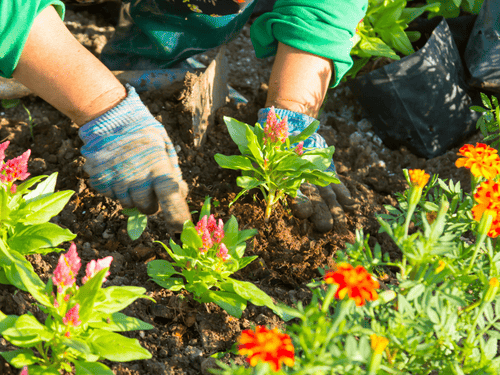 Gardening in Exton