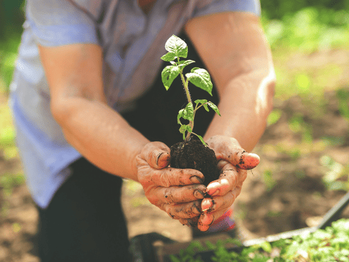 Planting in Exton