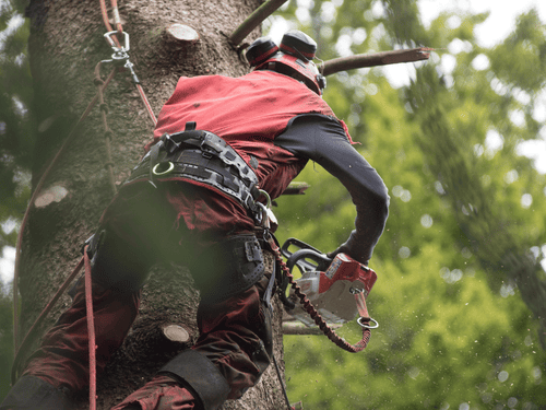 Tree Care in Exton