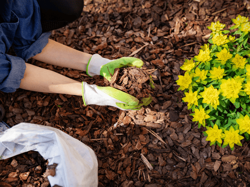 Mulching in Exton