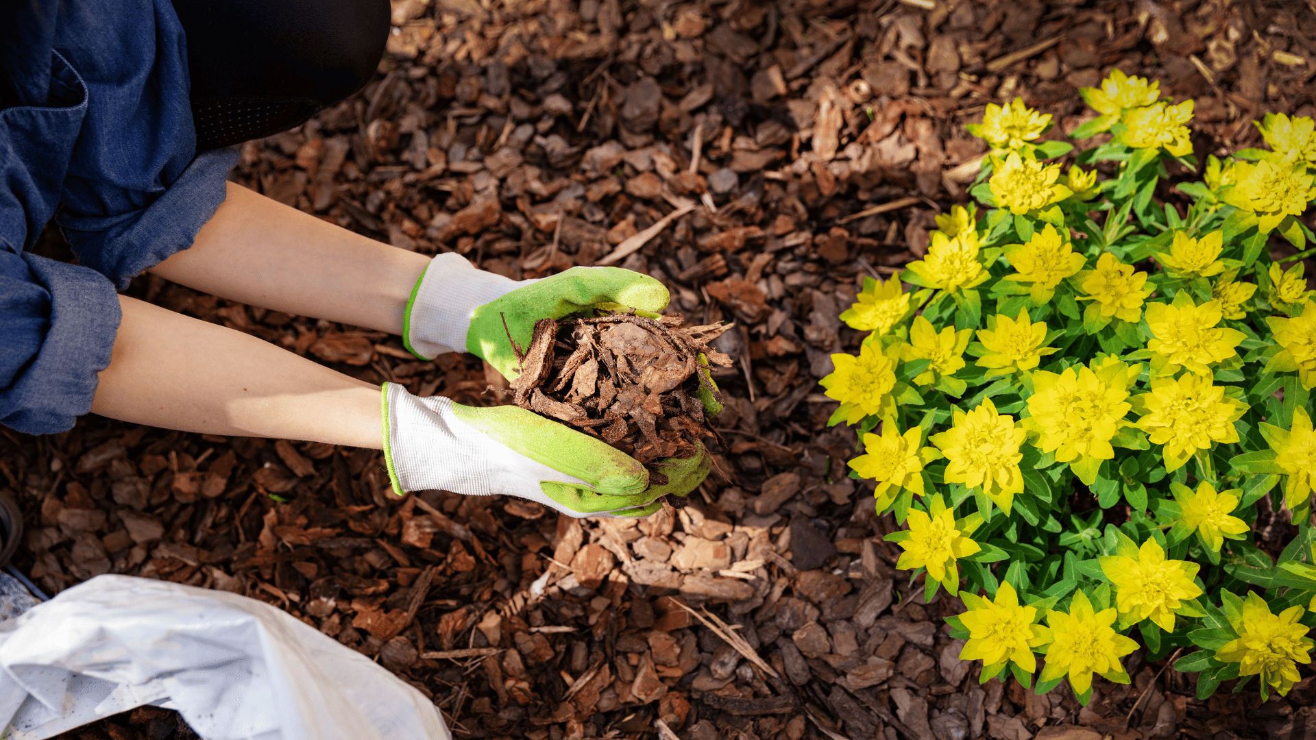 Coatesville Lawn Care