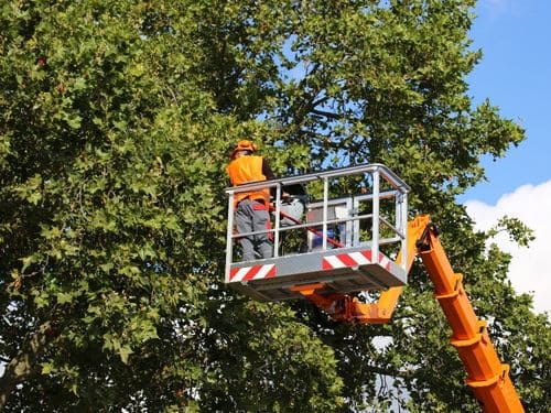 Exton Tree Care
