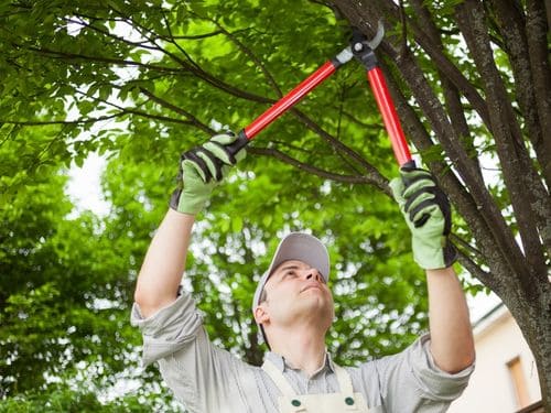 Chadds Ford Tree Care