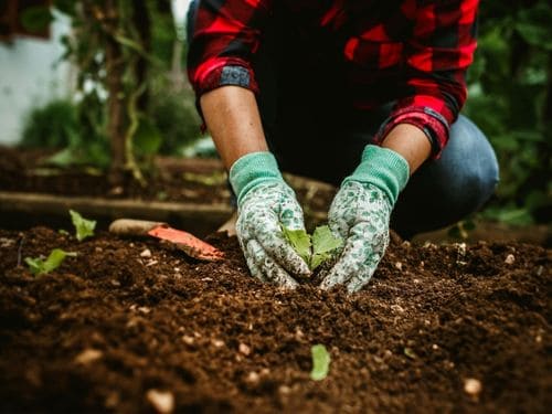Malvern Planting