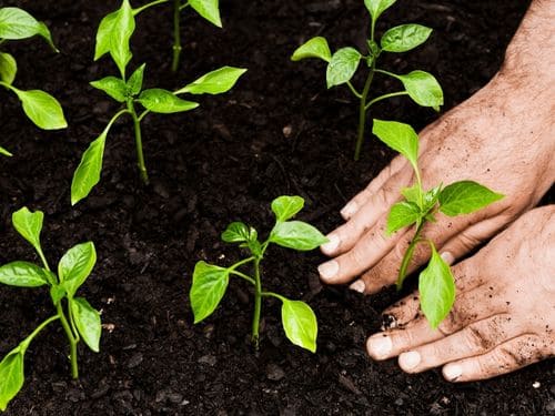 Kennett Square Lawn Care