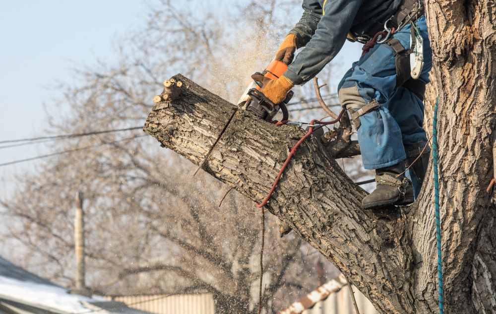 EJT Tree Service LLC - Business Photo