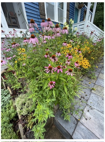 Garden flowers