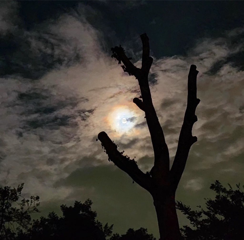 Full moon through branches