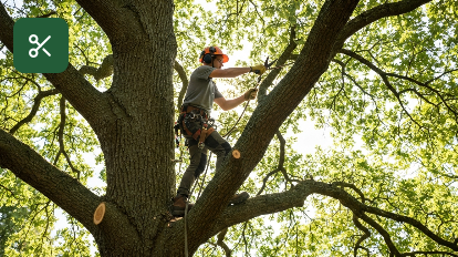 Jeffs Tree Care