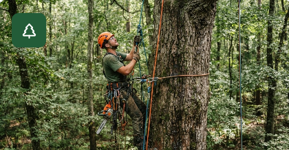 Jeffs Tree Care